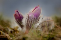 Koniklec velkokvety - Pulsatilla grandis 8012